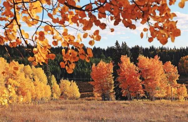 Local arborist explains why trees change color during the fall