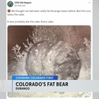 Fat bear seen on wildlife cam near Durango