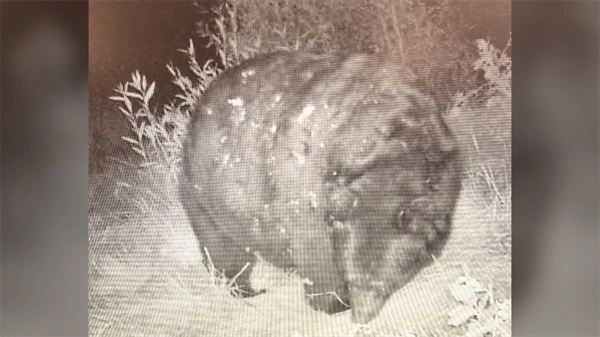 'Thicc boi' black bear spotted in Colorado 'takes the cake,' CPW says