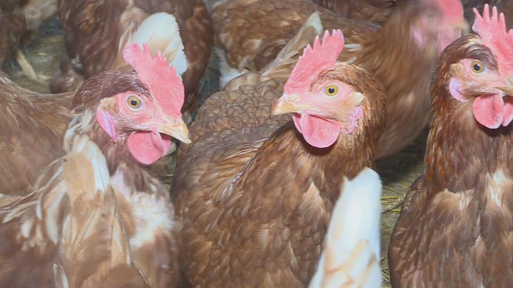 Northern Colorado agriculture workers meet with Sen. John Hickenlooper to discuss avian flu