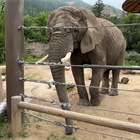 Cheyenne Mountain Zoo elephant case heads to Colorado Supreme Court