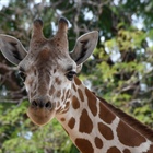 Denver Zoo giraffe BB expecting first baby, due in March