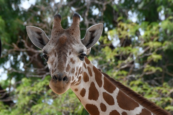 Denver Zoo giraffe BB expecting first baby, due in March