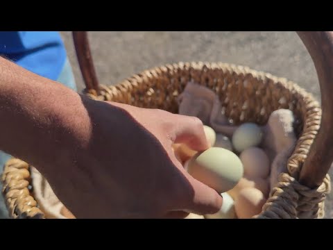 Business is booming for small Colorado chicken farmers amid high egg costs, bird flu concerns