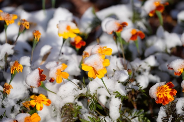 Denver weather: First snow possibly coming soon – Here's what to expect