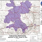 Map shows where Colorado’s known free-roaming wolves traveled in October