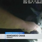 Police in southwestern Colorado capture kangaroo that ran away from home