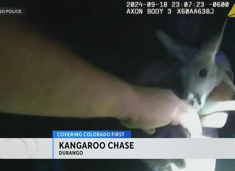 Police in southwestern Colorado capture kangaroo that ran away from home