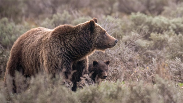 World famous grizzly bear fatally struck in Wyoming had yearling cub with her