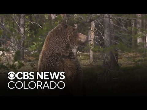 Grizzly Bear 399 fatally struck by car in Wyoming