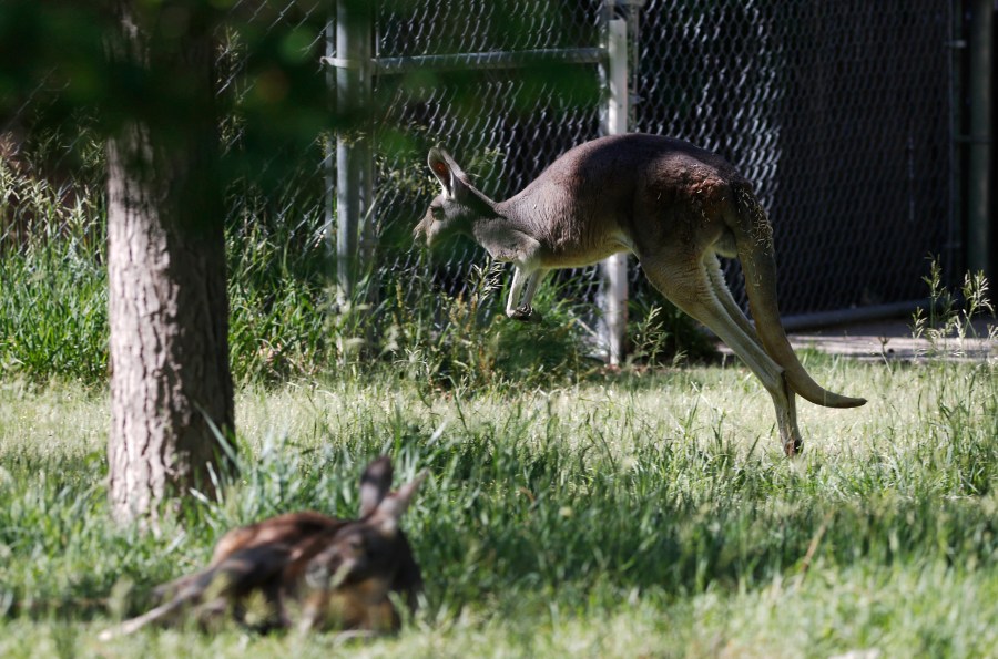 Durango police 'arrest' red kangaroo after a 'hop pursuit'