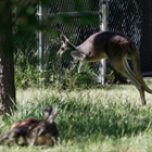 Durango police 'arrest' red kangaroo after a 'hop pursuit'