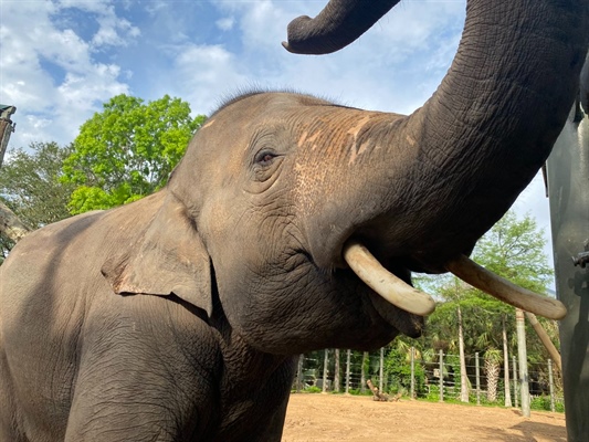 Could five elephants become legal persons in Colorado court?