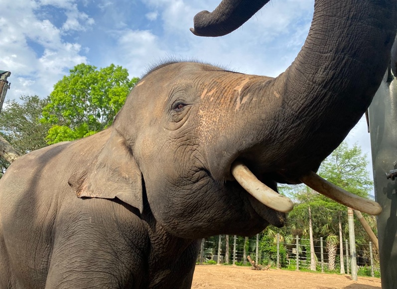 Could five elephants become legal persons in Colorado court?