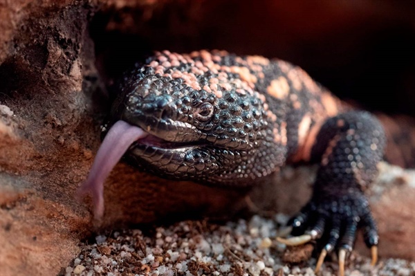 Colorado man dies after bite from pet Gila monster