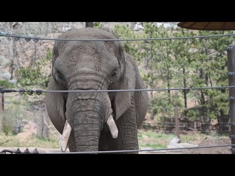 Colorado court may decide if elephants have the same rights as people