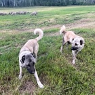 Livestock guardian dogs can be the first line of nonlethal defense against wolves