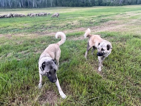 Livestock guardian dogs can be the first line of nonlethal defense against...