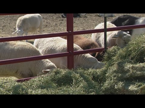 Denver voters to decide on slaughterhouse and fur bans in the city