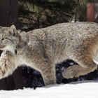 Proposition 127 would ban the hunting of big cats in Colorado, but experts can't agree on the potential impact