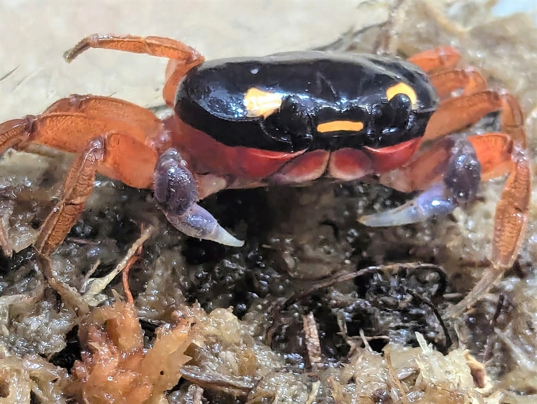 Stowaway “Halloween crab” discovered at DIA relocated to Denver Zoo