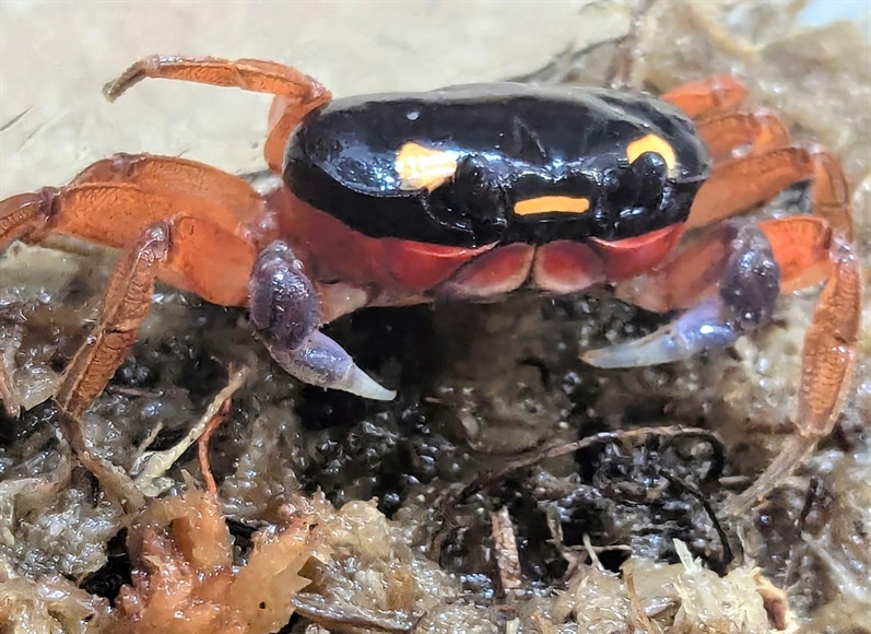 Stowaway “Halloween crab” discovered at DIA relocated to Denver Zoo