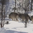 Ranching group requests to halt the addition of new wolves into Colorado