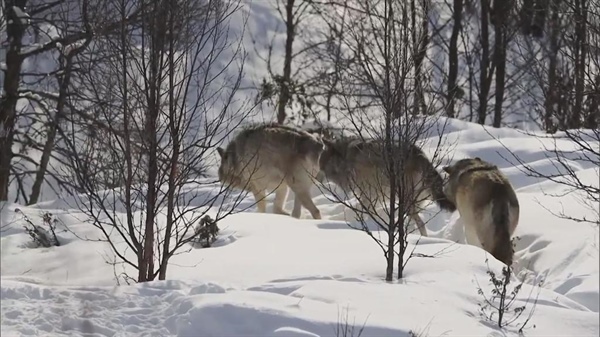 Ranching group requests to halt the addition of new wolves into Colorado