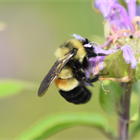 'Bee' part of the future: CU seeks volunteers to digitize bee information