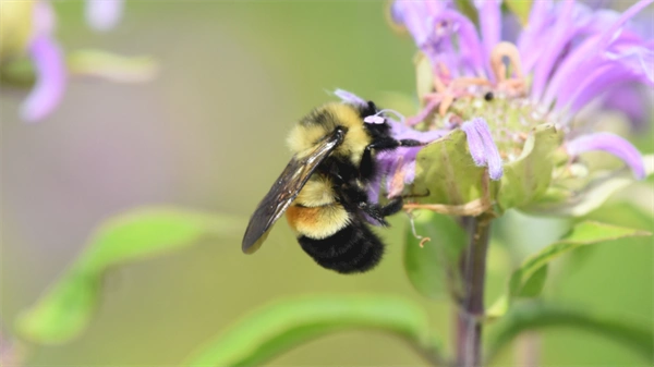 'Bee' part of the future: CU seeks volunteers to digitize bee information