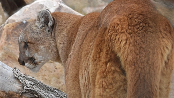 Money from across the country pours into Colorado’s fight over big cat hunting