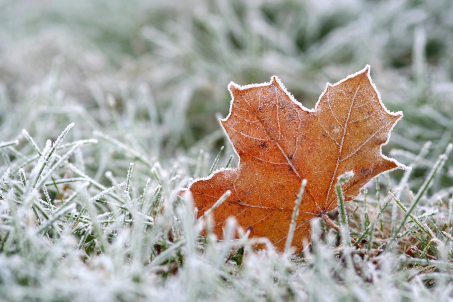 Denver weather: The first hard freeze of the season