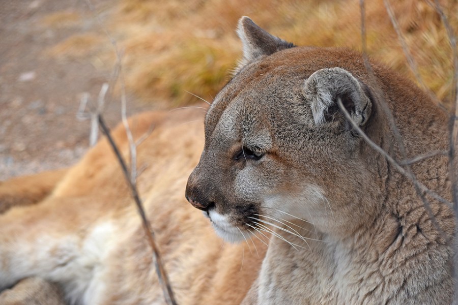 Video captures mountain lion walking through Boulder neighborhood