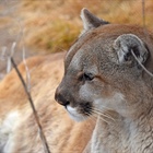 Video captures mountain lion walking through Boulder neighborhood