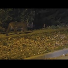 Video captures mountain lion walking through Boulder neighborhood