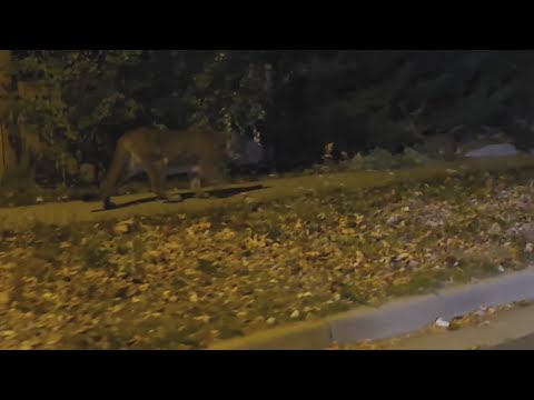 Video captures mountain lion walking through Boulder neighborhood