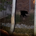 3 bears keep trick-or-treaters on their toes in Castle Pines