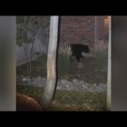 3 bears keep trick-or-treaters on their toes in Castle Pines