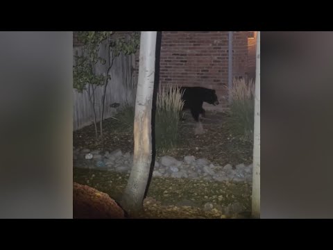 3 bears keep trick-or-treaters on their toes in Castle Pines