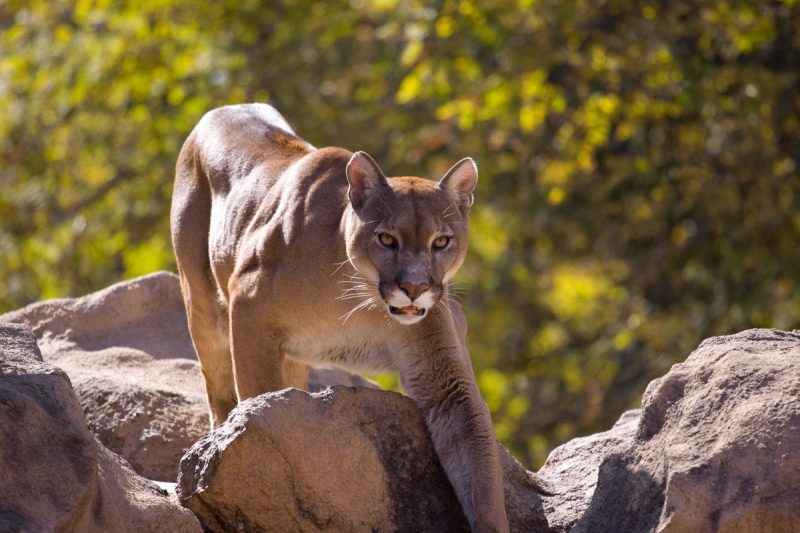 Boulder man fights off mountain lion going after his dog