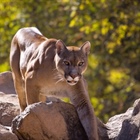 Boulder man fights off mountain lion going after his dog