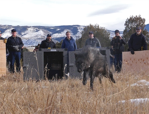 How much has Colorado’s wolf reintroduction cost?