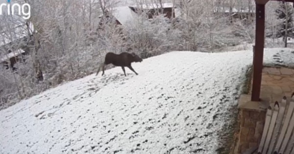 Caught on camera: Moose in Steamboat Springs excited about Monday morning snow