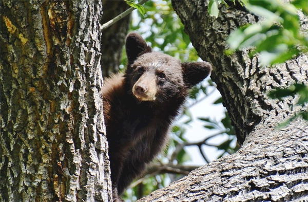 Colorado’s bear activity was ‘off the charts’ this year with sightings, conflict rising