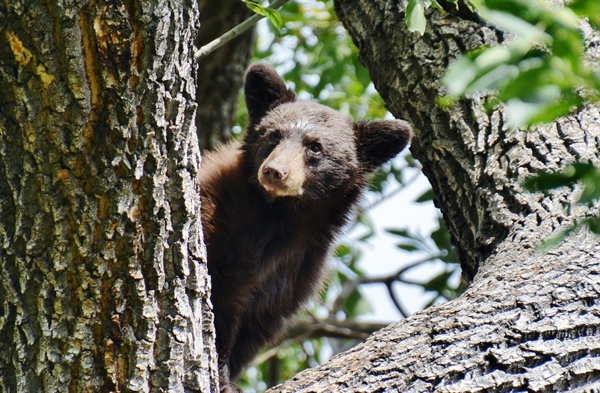 Colorado’s bear activity was ‘off the charts’ this year with sightings, conflict rising