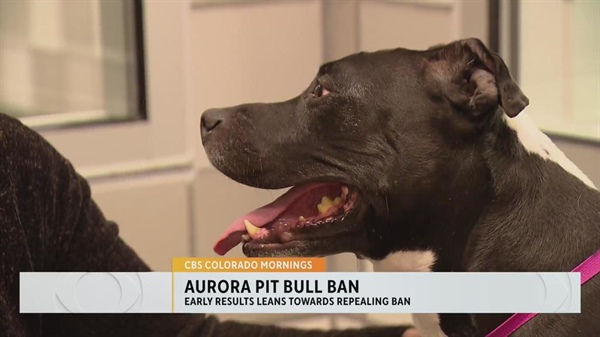 Early results show that voters in Aurora want to repeal the pit bull ban