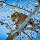 Ballot measure banning mountain lion, bobcat hunting in Colorado, fails