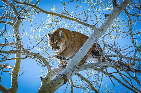 Ballot measure banning mountain lion, bobcat hunting in Colorado, fails