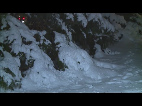 How to safely remove snow from tree branches