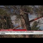 Permits to cut Christmas trees in national forests on sale